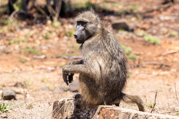 Baboon sitting and relax next to the road