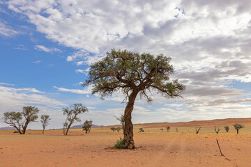 Camelthorn trees in arid landscape