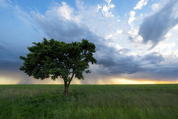 Thunder shower at sunset