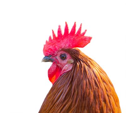 Rooster chicken looking back against transparent background