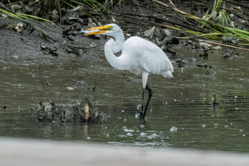 Great egret