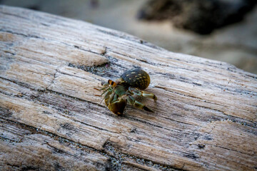 Cute little hermit crab over a dead tree.