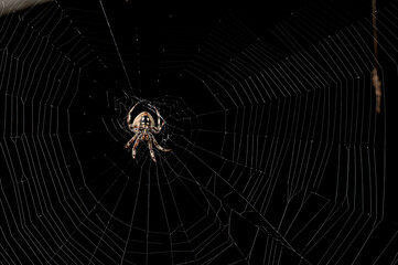 close up of a large brown isolated spider resting in it's intricate silk web against the dark night sky