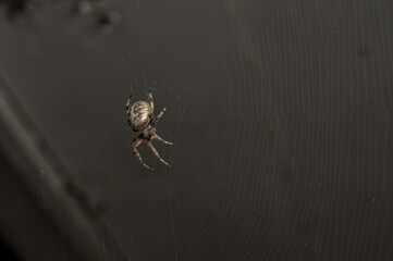 close up shot of a large brown spider hanging in its intricate silk web one dark night