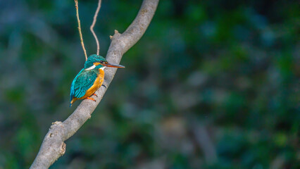 A Japanese kingfisher on a branch