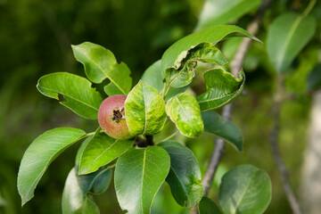 Pear fruit tree branch affected by the disease