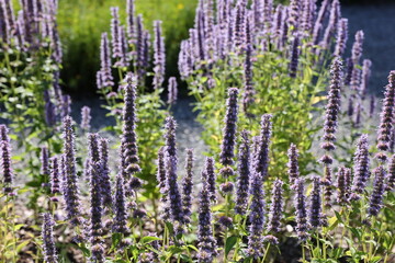 purple flowers