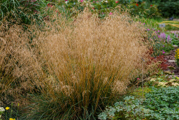Meadow soddy , or Pike ( lat. Deschampsia cespitosa )
