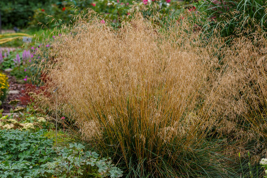 Meadow soddy , or Pike ( lat. Deschampsia cespitosa). Ornamental grasses and cereals in the herb garden