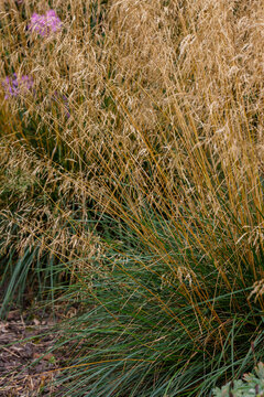 Meadow soddy , or Pike ( lat. Deschampsia cespitosa ). Ornamental grasses and cereals in the herb garden