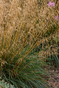 Meadow soddy , or Pike ( lat. Deschampsia cespitosa )