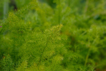 Meum atamanta or Meum athamanticum green leaves