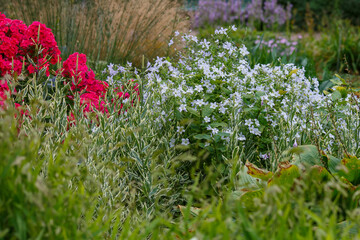 Obraz premium Flowers in the summer garden. Perennials in the botanical garden .Campanula lactiflora and phlox paniculata in bloom