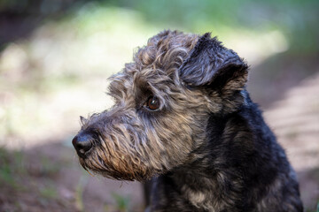 Portrait of a cute small dog in the forest - 527091014