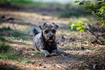 Portrait of a cute small dog in the forest - 527091018