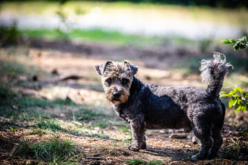 Portrait of a cute small dog in the forest - 527091019
