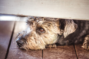 Portrait of a cute small dog lying under the bench - 527091022