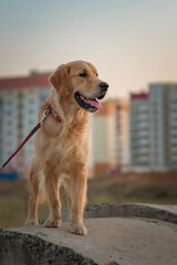 Portrait of a beautiful purebred golden retriever walking on a leash.