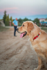 Portrait of a beautiful purebred golden retriever walking on a leash.