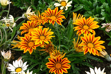 Multicolored yellow-red gazania flowers in a flowerbed in a city park.