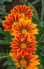 Orange gazania flowers in a flower bed in a city park.