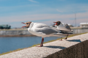 Seagulls close up sitting on a pier