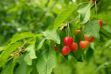 Cherry tree branch with fruits growing in the garden