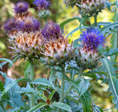 Cardoon, Cynara cardunculus. Head in full flower. Flowers are tiny purple strands surrounded by green.