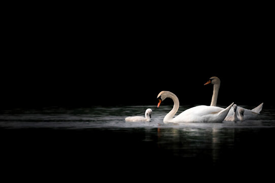 A Swan With A Baby On A Black Background