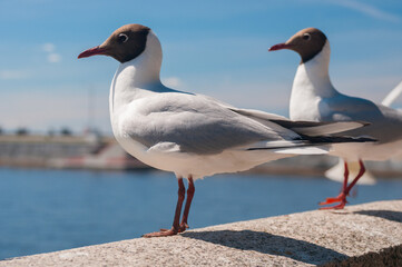 Seagulls close up sitting on a pier at sea coast