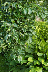 Apple tree branch with fruits growing in the garden