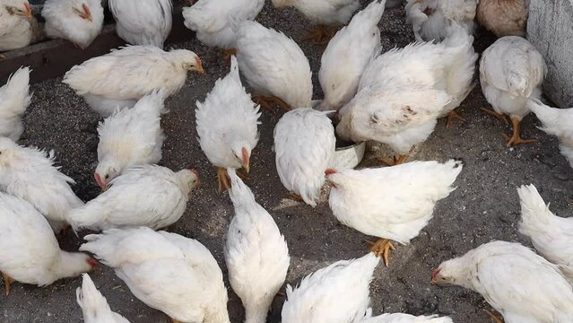 A group of white small chickens eat food outdoors, top view.