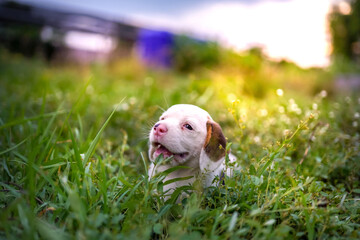 An adorable white haired beagle puppy is playing outdoor on the grass field.