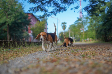 Naklejka na ściany i meble A cute tri-colored beagle dog walks outdoor in the park.
