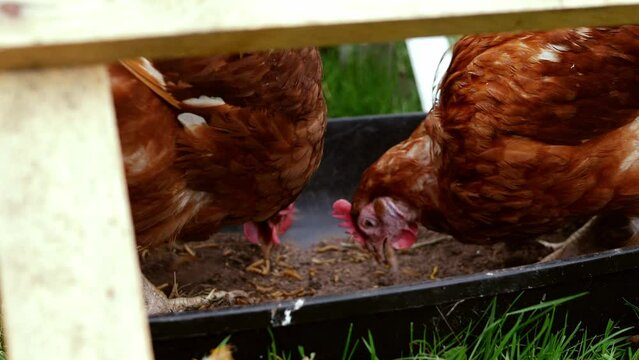 Hens feeding on dried meal worm food in farmyard 