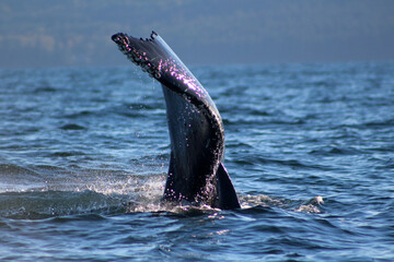Humpback whale tail diving into sea - obrazy, fototapety, plakaty
