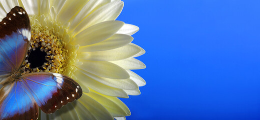 bright blue tropical morpho butterfly on a white gerbera flower. close up. copy space