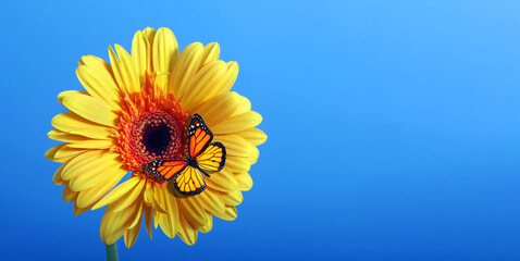 bright orange monarch butterfly on yellow gerbera flower on a blue background. close up. copy space