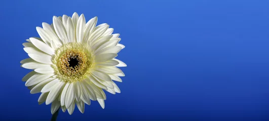 Foto op Canvas white gerbera flower on blue. close up. copy space © Oleksii