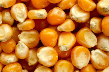 Background from grains of corn for popcorn, top view. Popcorn kernels close-up, background, texture, top view. Food texture, pattern. Corn for making popcorn close-up, background.