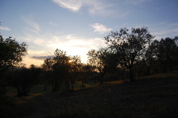 sunset in tuscany with olive trees