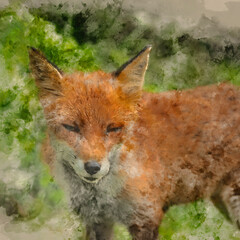 Digital watercolour painting of Stunning close up portrait of red fox Vulpes Vulpes with colorful background