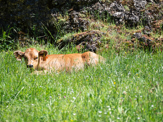 Hijo de una vaca, ternero pequeño tumbado afuera en un paisaje verde con hierba, en verano de 2021 España.