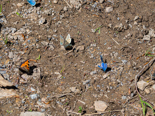 Mariposas de colores con las alas abiertas en el suelo marrón y seco, en España, verano de 2021.