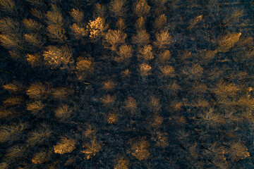 overhead aerial view of a forest burnt by forest fire, ecology concept