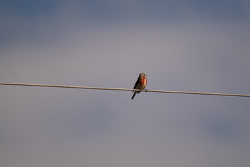 Mokolągwa zwyczajna © Dariusz