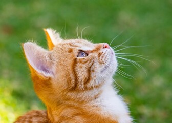 Closeup of an adorable ginger kitten sitting in the grass and looking up