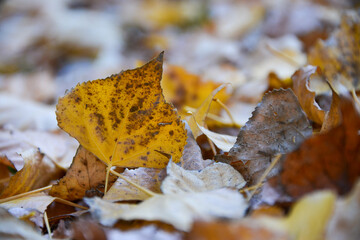 Close-up of a single fall (autumn) leaf in yellow with a mottled texture and point on a bed of other blurred leaves