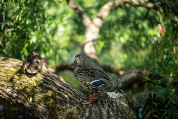 Duck on tree. Duck rests on trunk of tree. Bird in park.