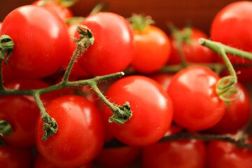 red tomatoes on a vine